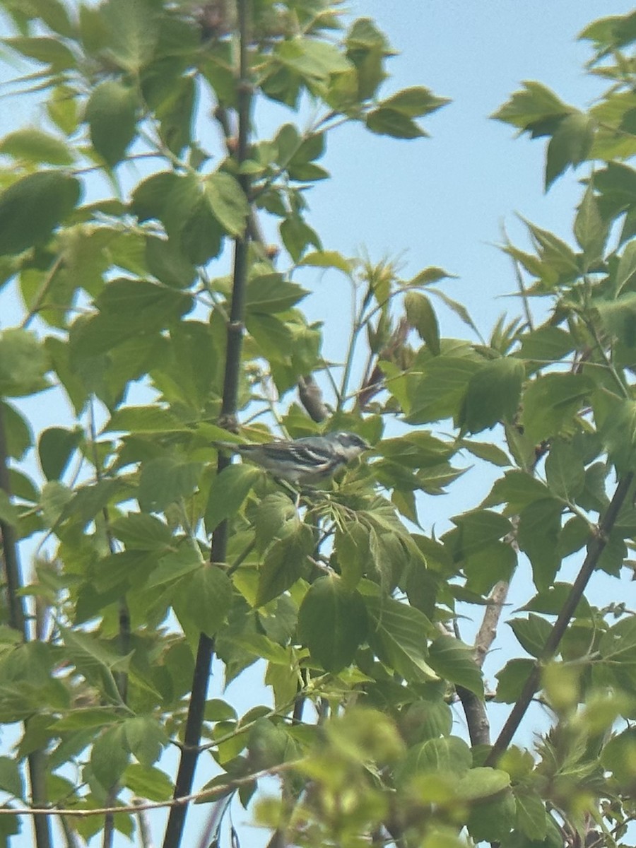 Cerulean Warbler - ML657750834