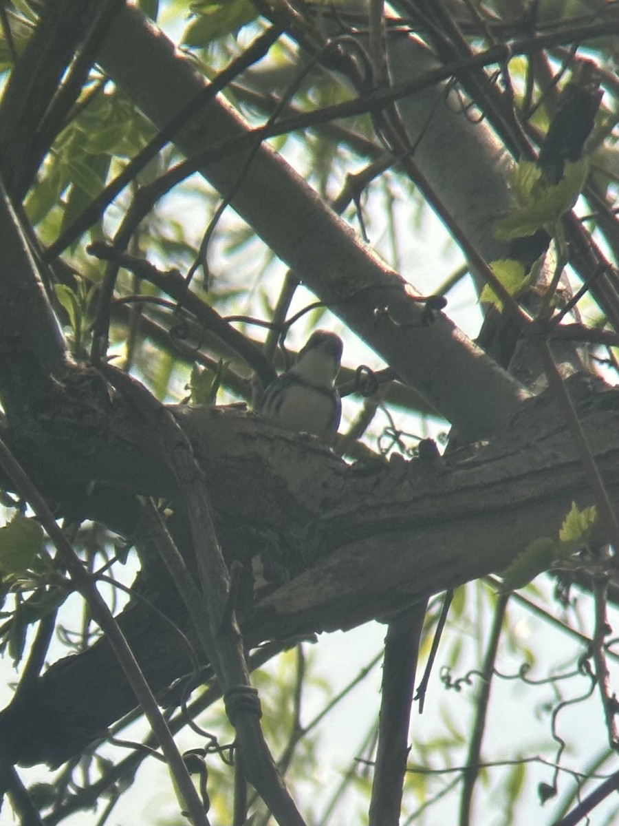 Cerulean Warbler - ML657750835