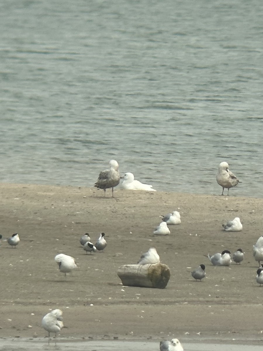 Glaucous Gull - ML657750851