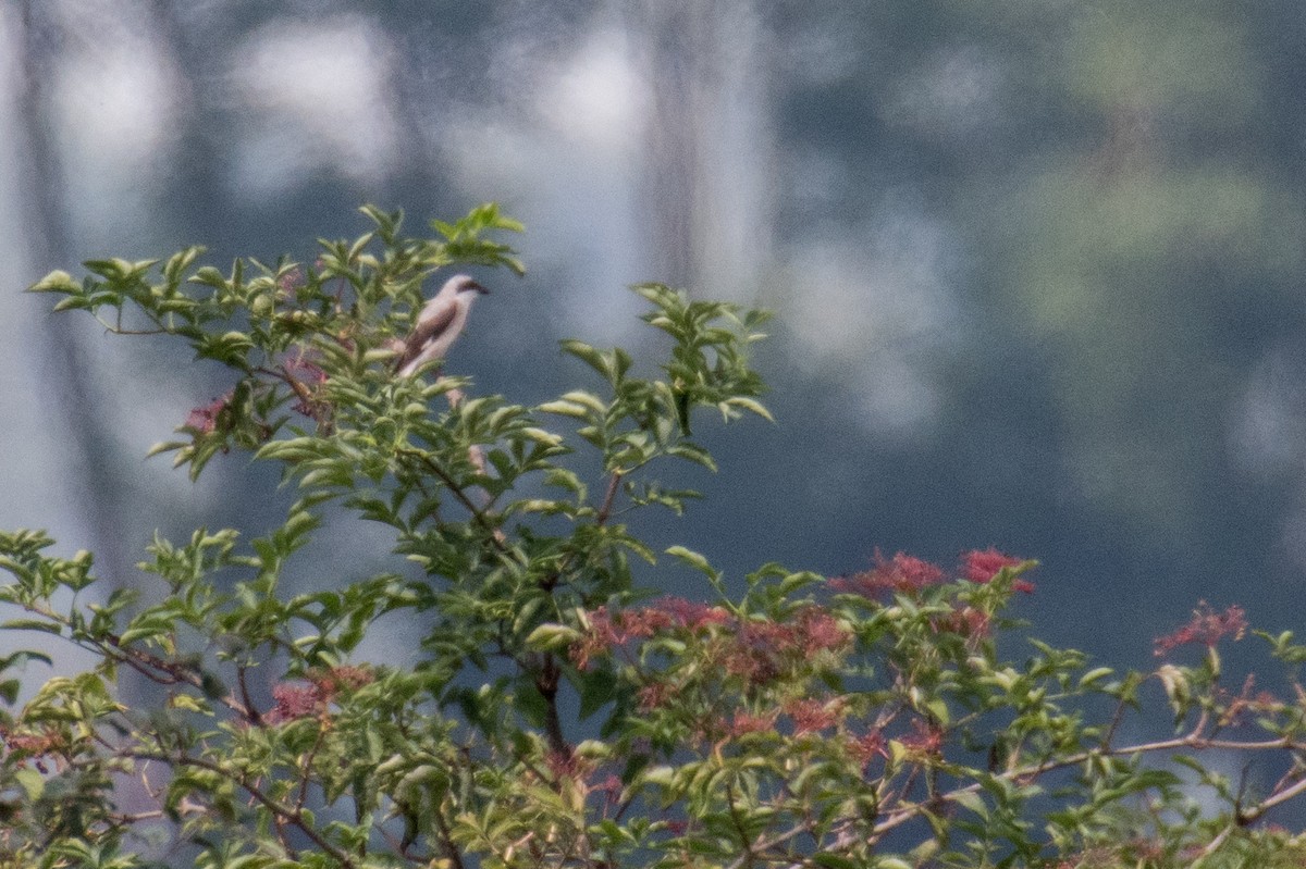 Pie-grièche à poitrine rose - ML65775111