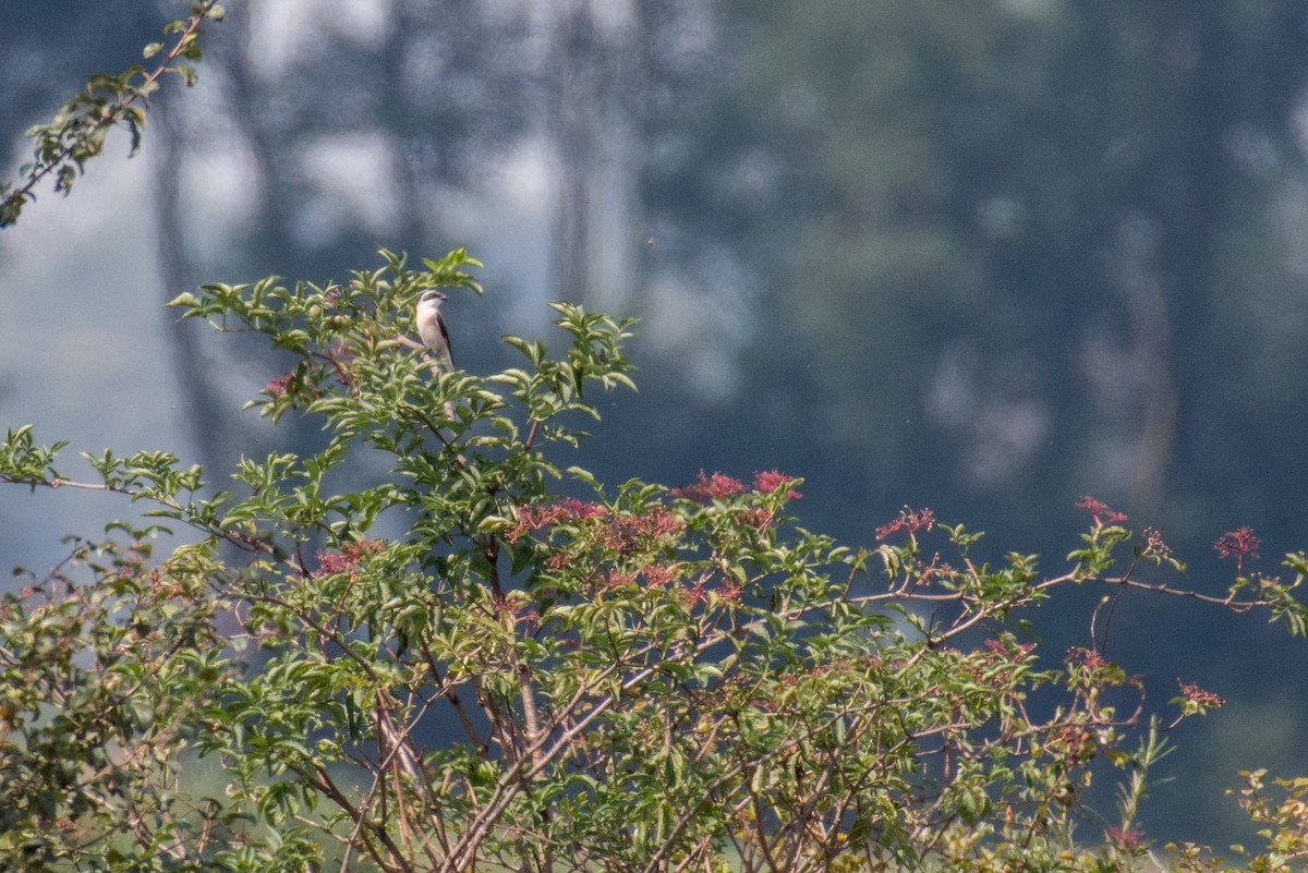 Lesser Gray Shrike - ML65775121