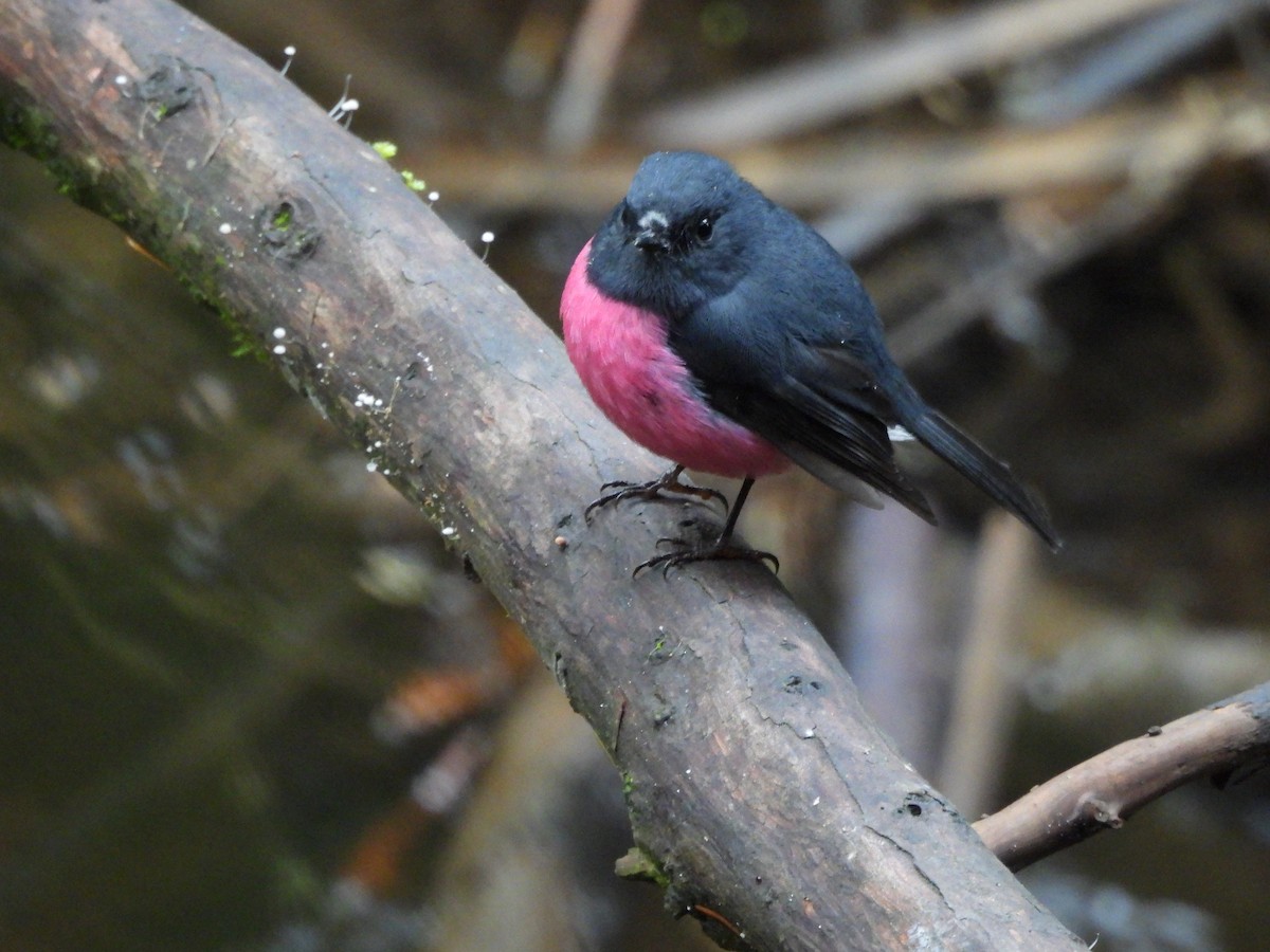 Pink Robin - ML657751612