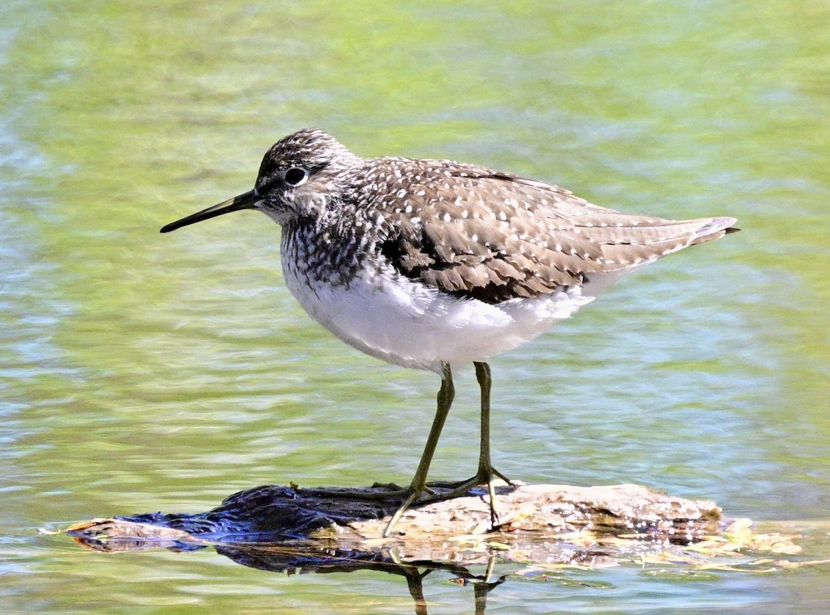 Solitary Sandpiper - ML657752105