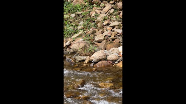 Torrent Tyrannulet - ML657752119