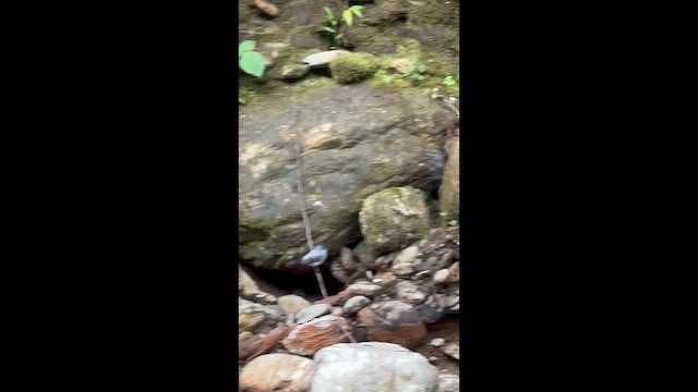 Torrent Tyrannulet - ML657752120