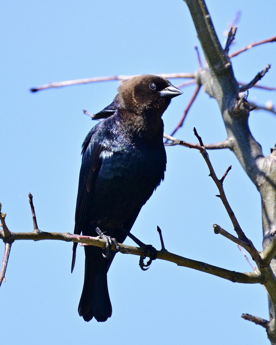 Brown-headed Cowbird - ML657752135
