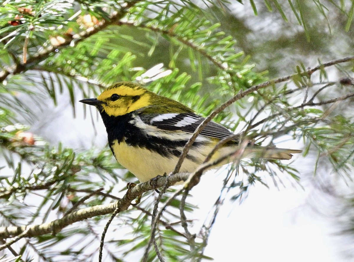Black-throated Green Warbler - ML657752179