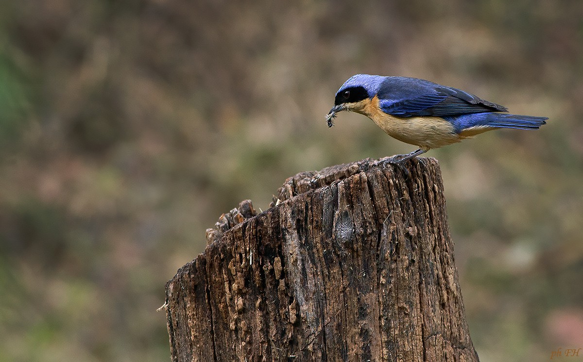 Fawn-breasted Tanager - ML657752448