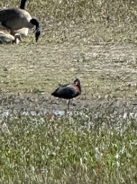 hvitgrimeibis - ML657753006