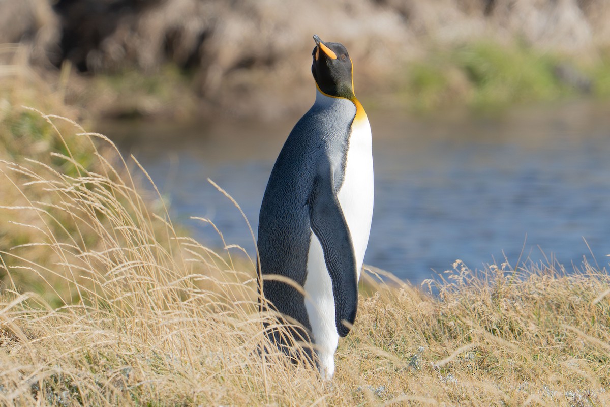 King Penguin - ML657753337