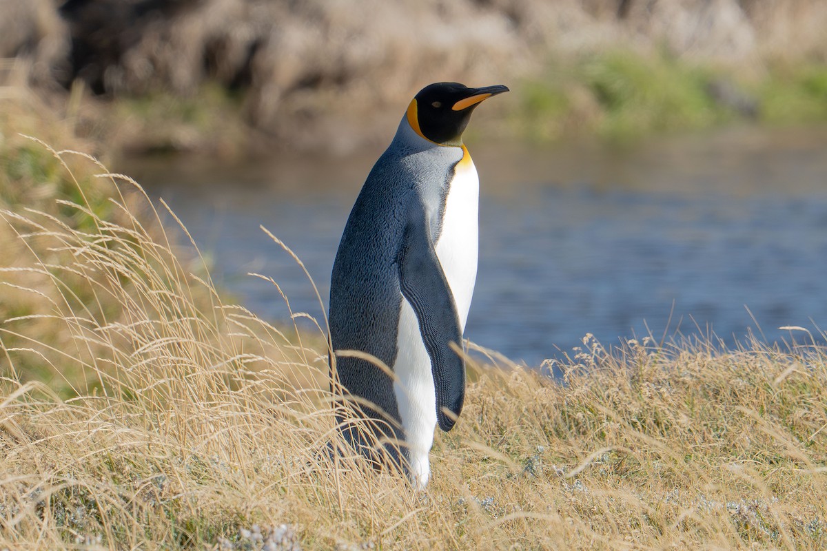 King Penguin - ML657753338