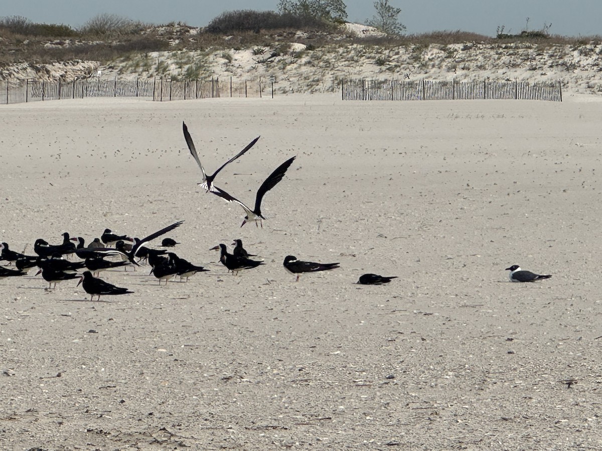 Gaviota Guanaguanare - ML657753409