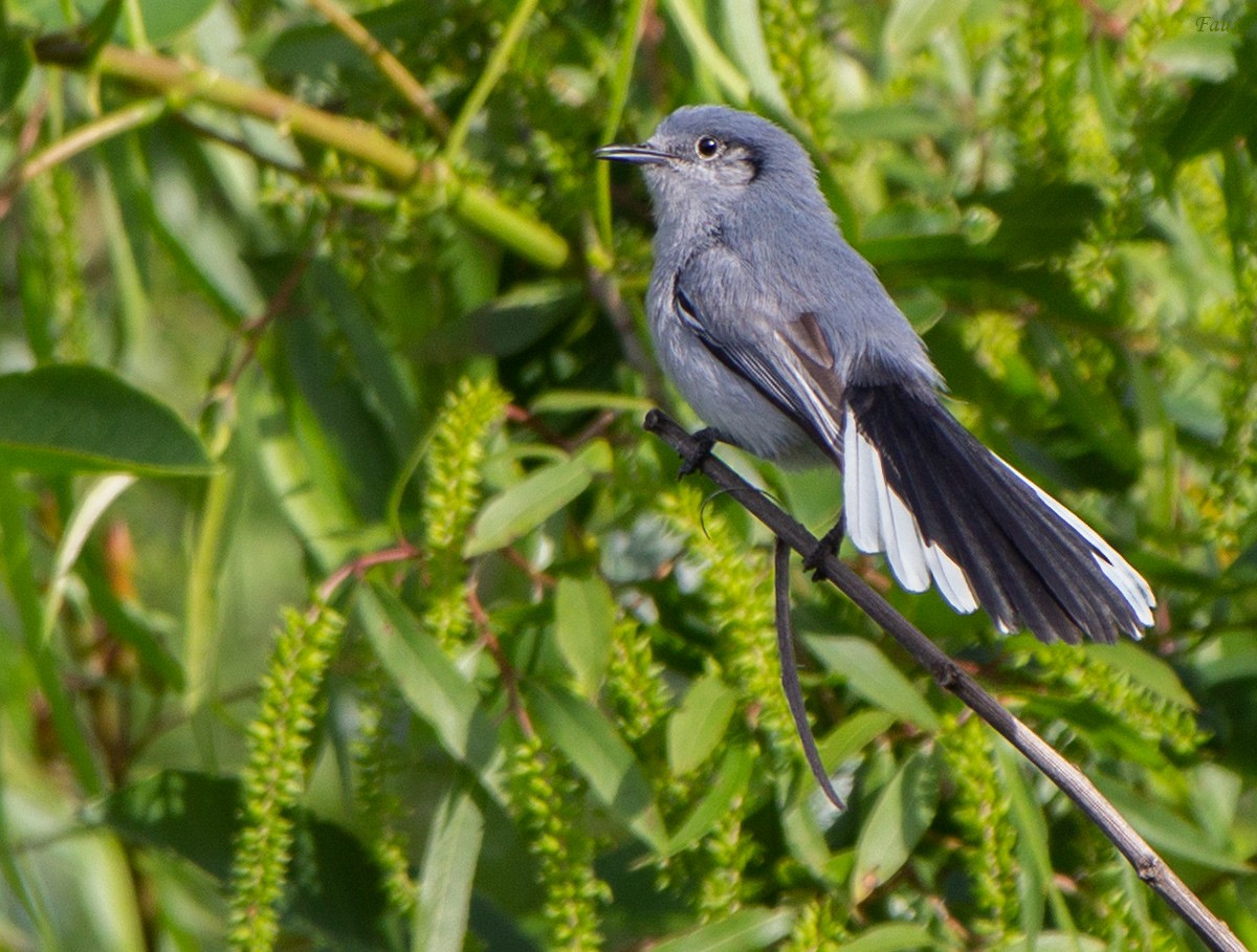 Masked Gnatcatcher - ML657754172