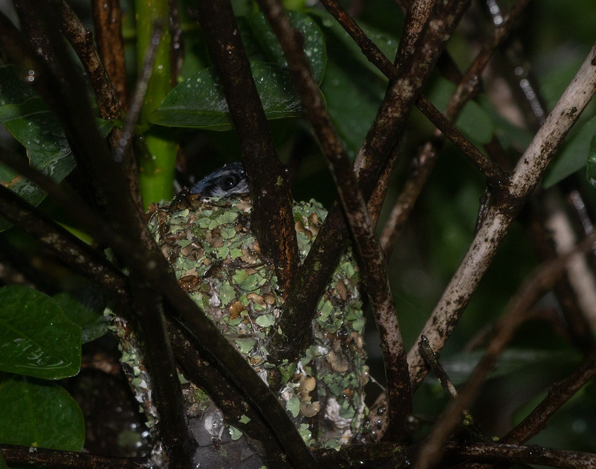 Masked Gnatcatcher - ML657754174