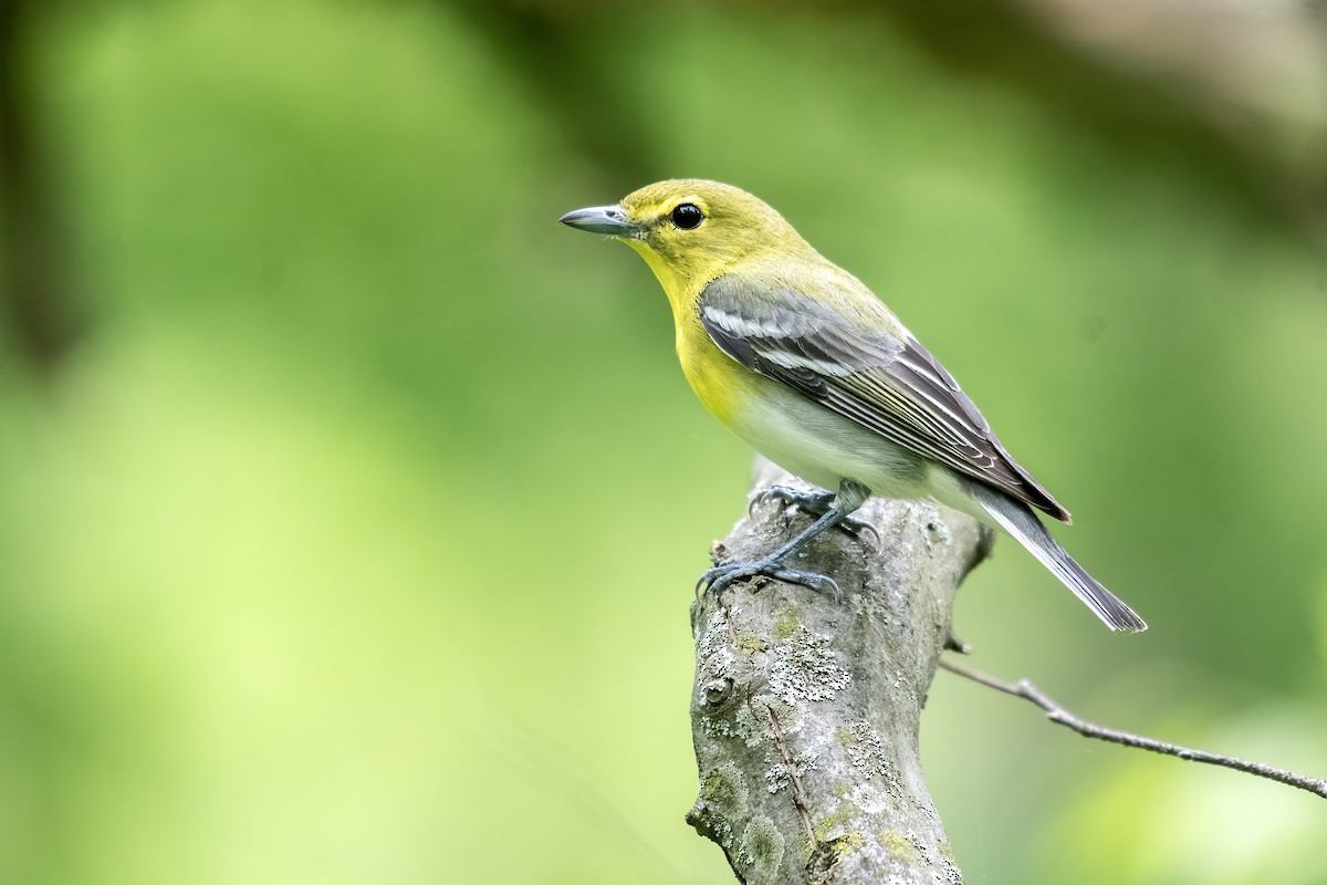 Yellow-throated Vireo - ML657754179