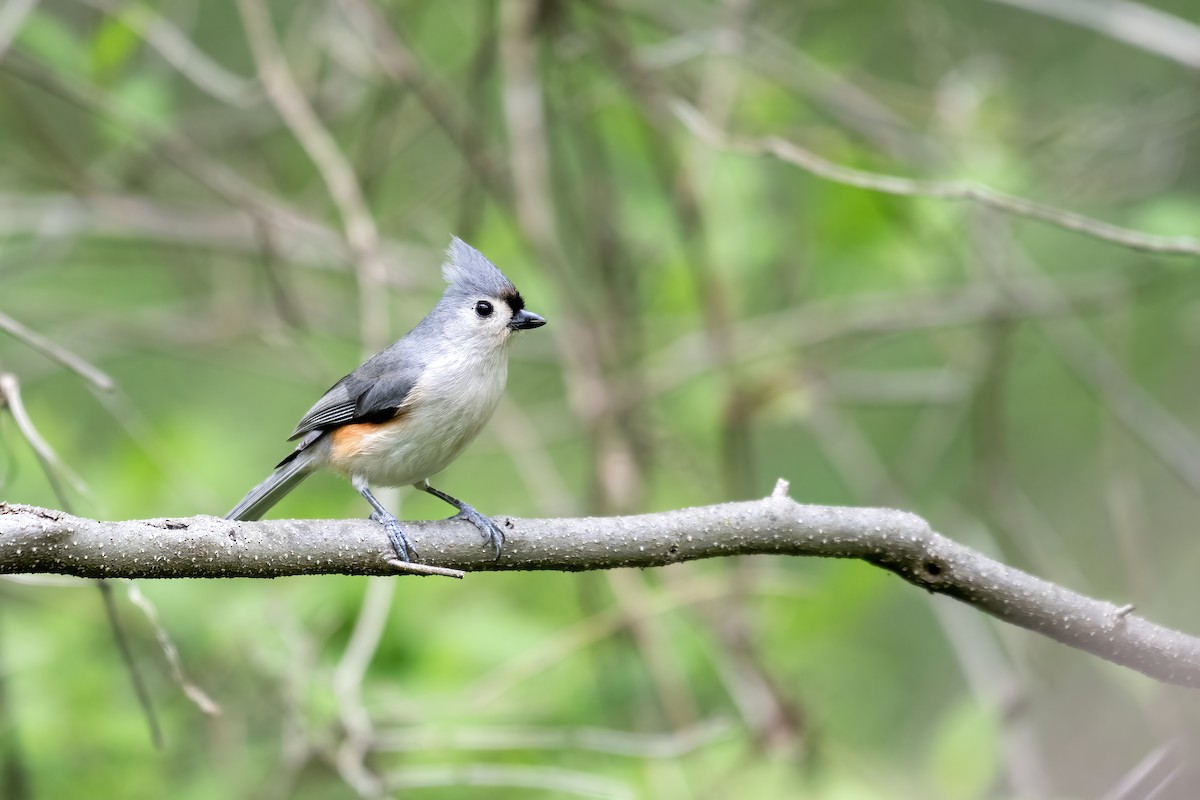 Tufted Titmouse - ML657754184