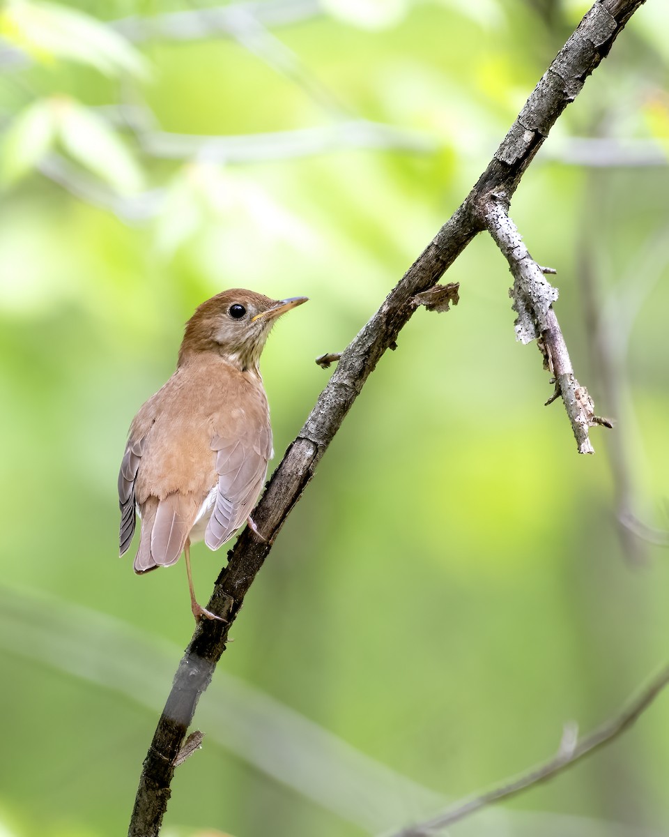 Veery - ML657754192