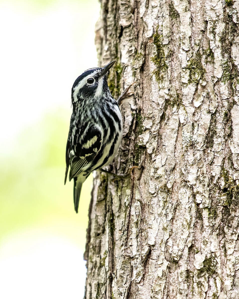 Black-and-white Warbler - ML657754217