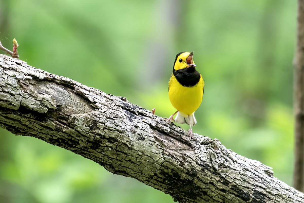 Hooded Warbler - ML657754232