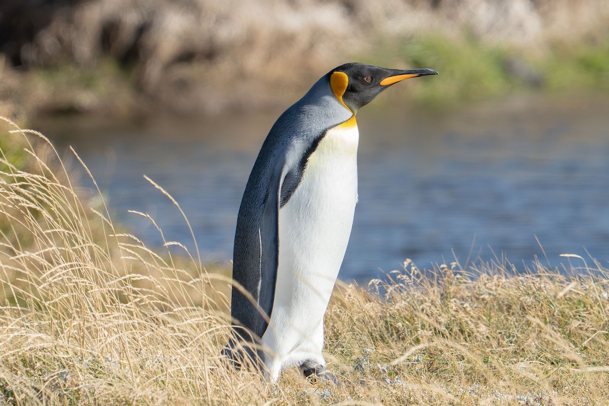 King Penguin - ML657754291