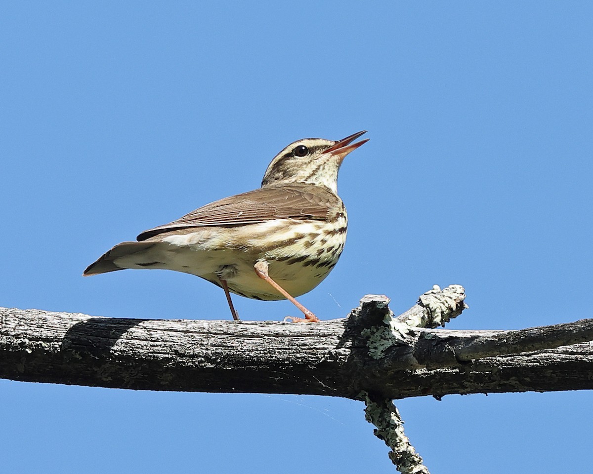 Northern Waterthrush - ML657754326