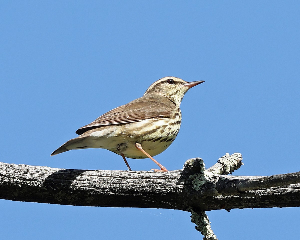 Northern Waterthrush - ML657754331