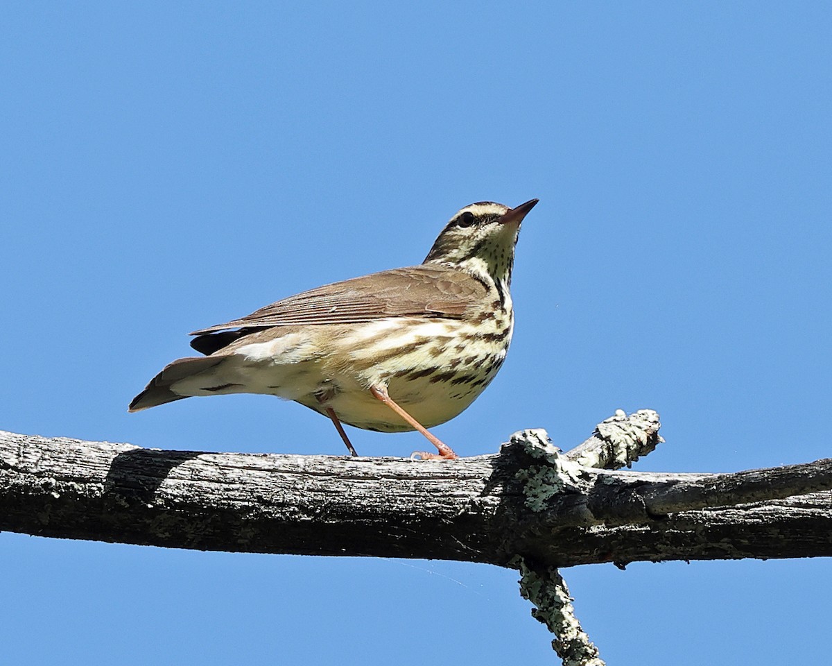 Northern Waterthrush - ML657754459
