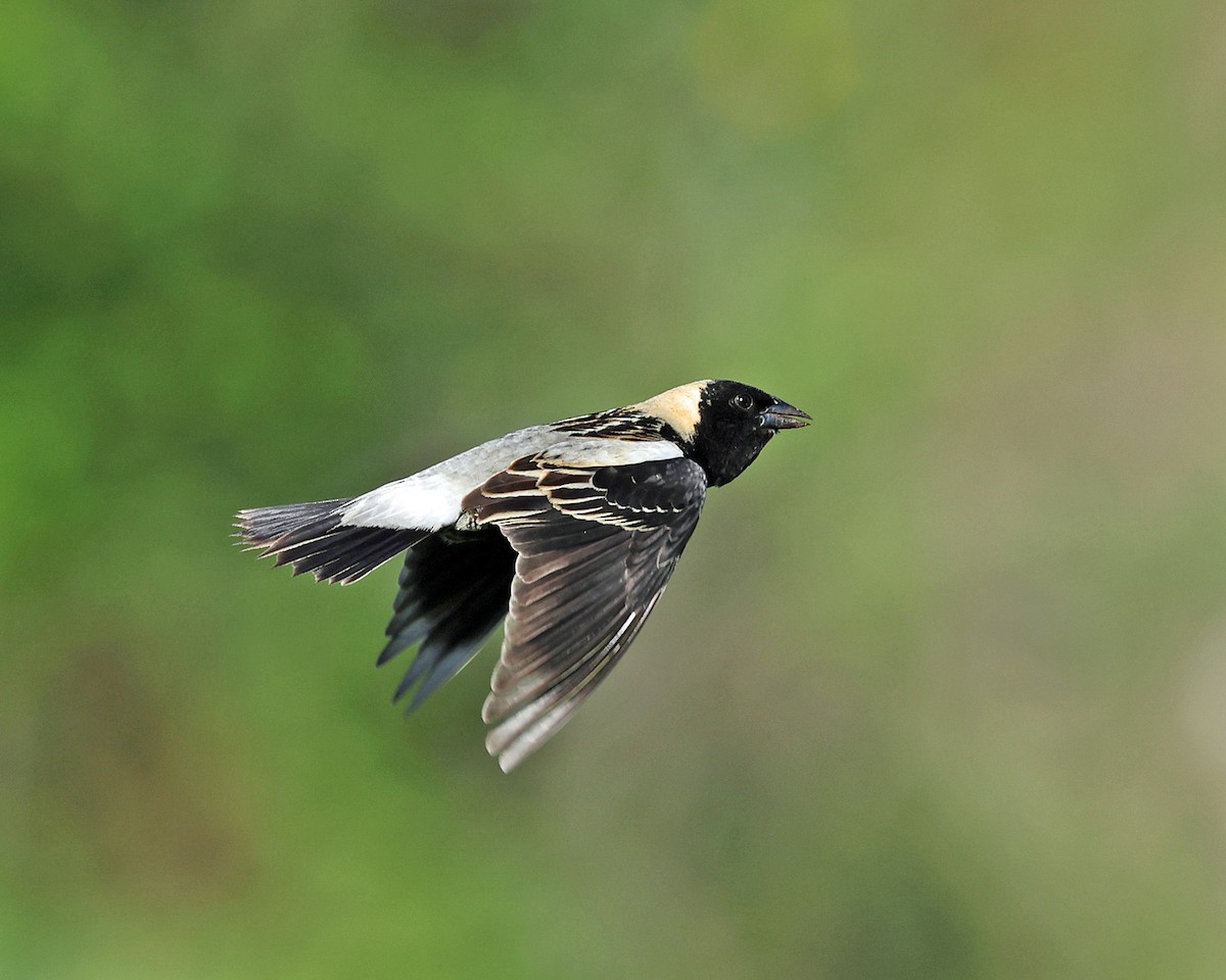 Bobolink - ML657754646