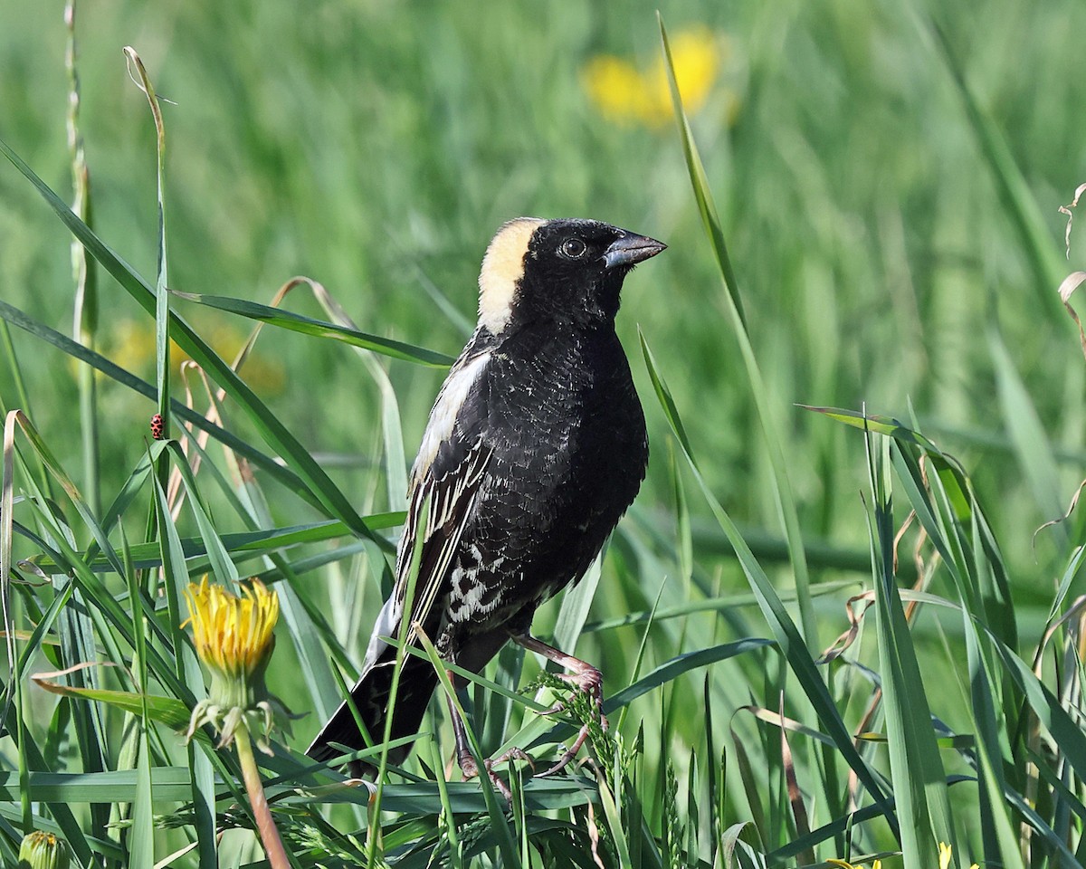 Bobolink - ML657754651