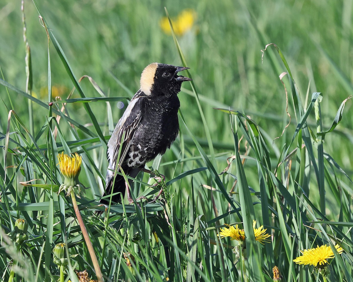 Bobolink - ML657754668