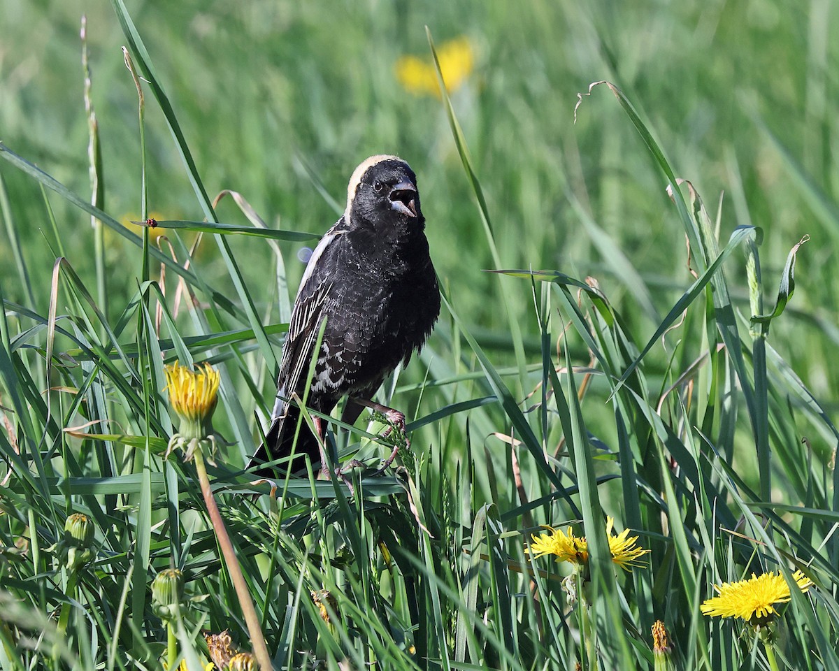 Bobolink - ML657754682