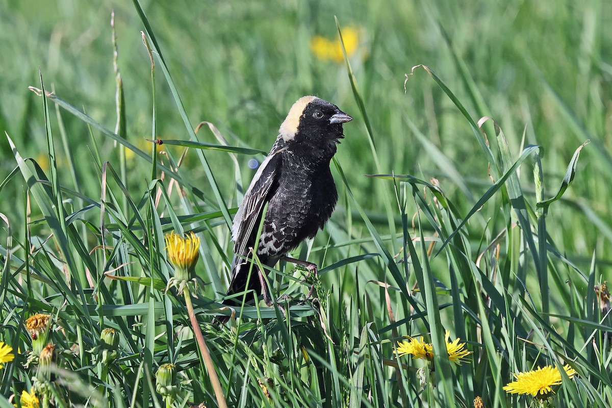 Bobolink - ML657754701