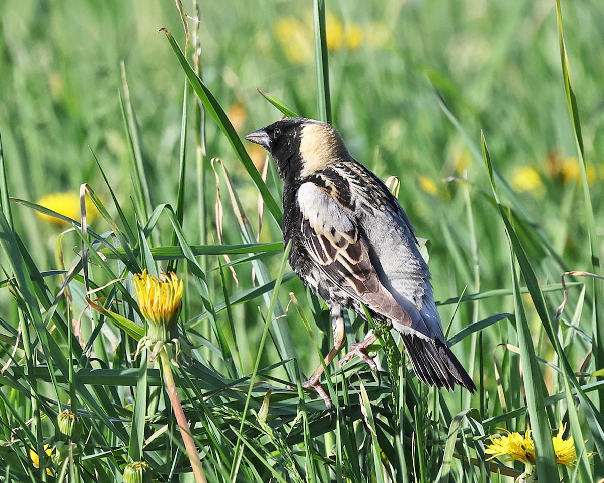 Bobolink - ML657754714