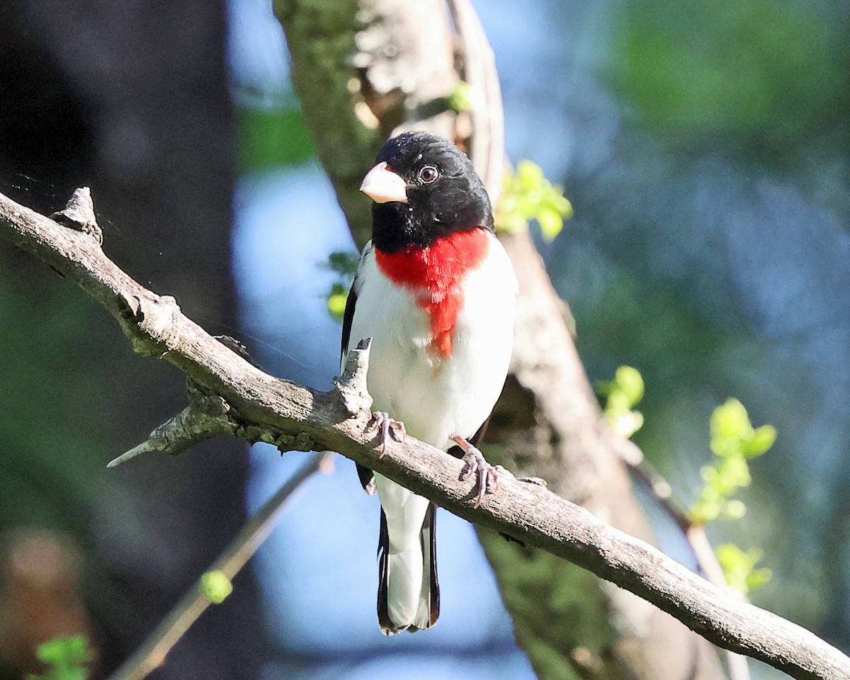 Rose-breasted Grosbeak - ML657754748