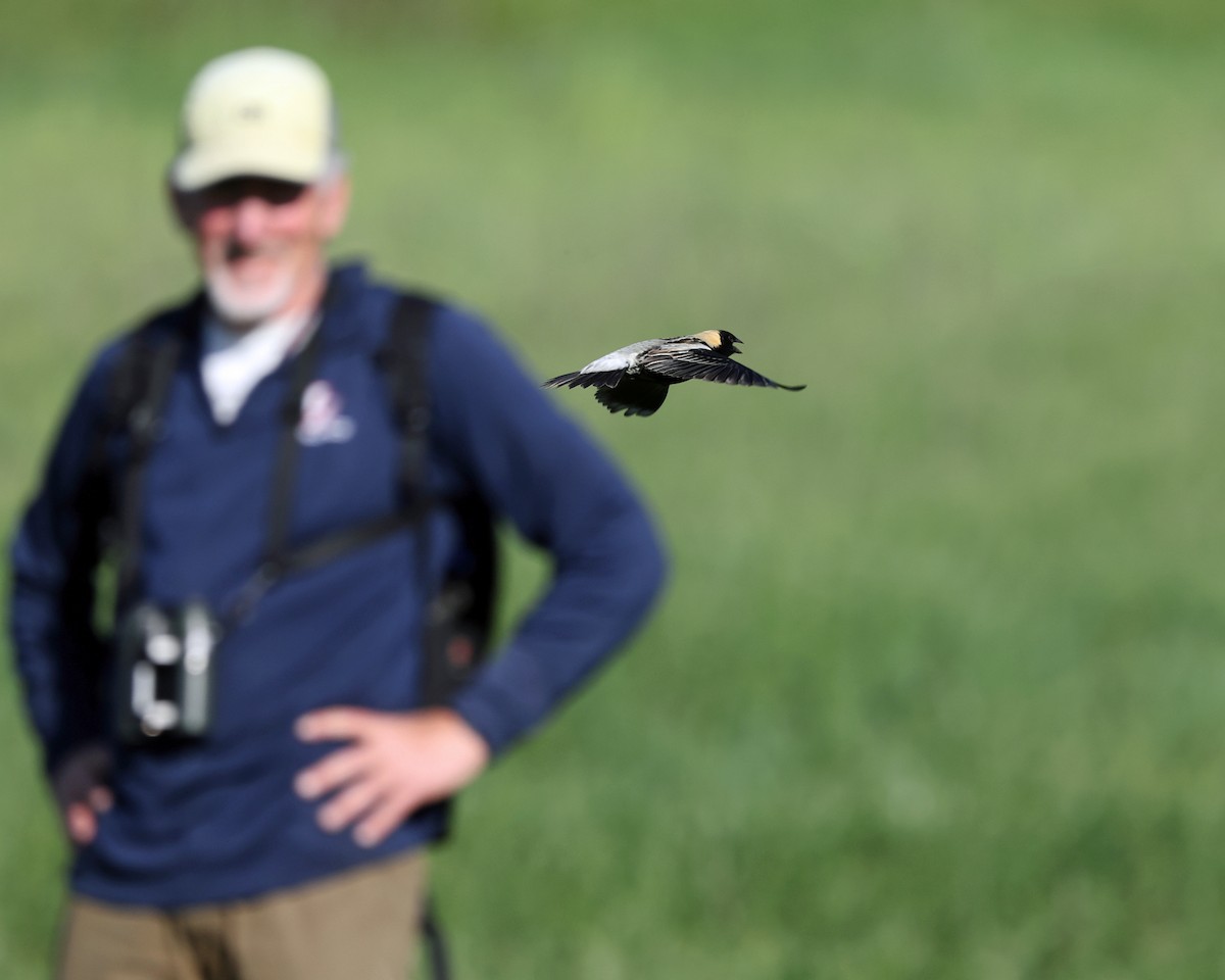 Bobolink - ML657754824