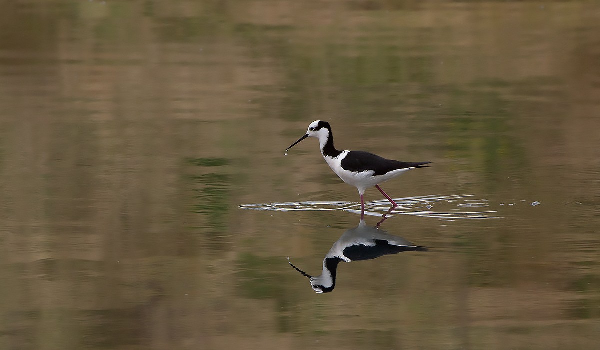 Black-necked Stilt - ML657755435
