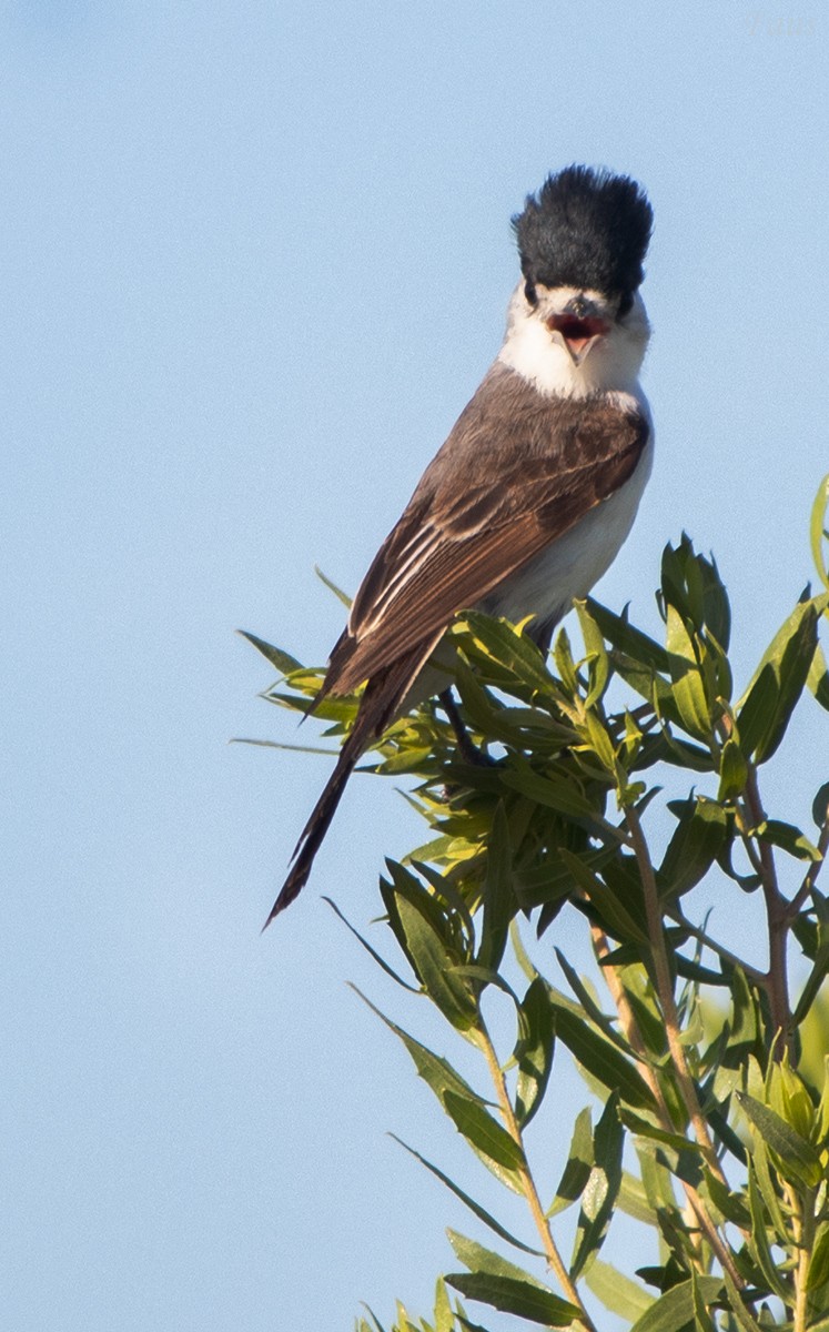 White-naped Xenopsaris - ML657755770