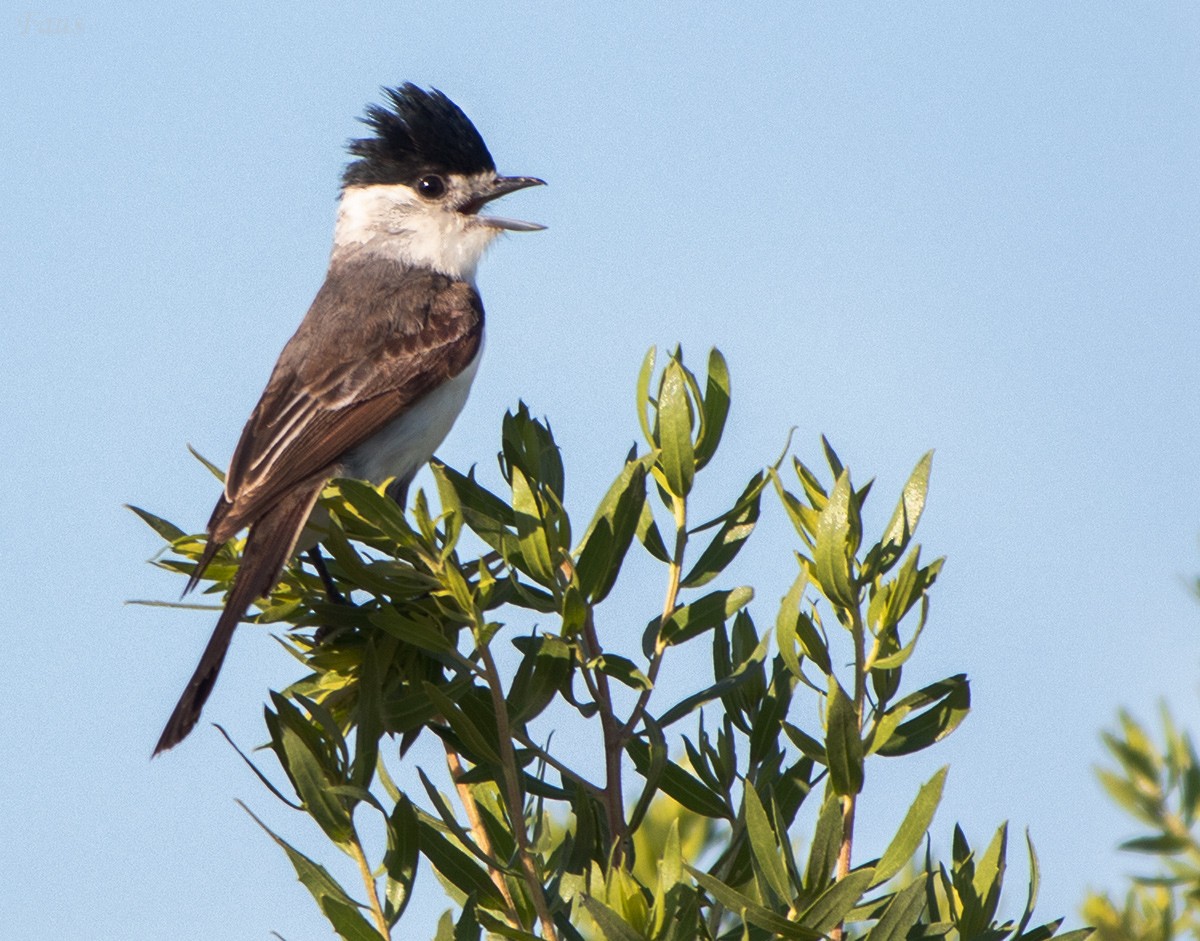White-naped Xenopsaris - ML657755772