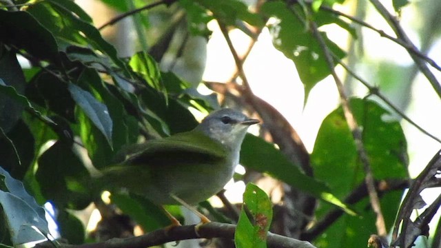 gulbukparula - ML657756113