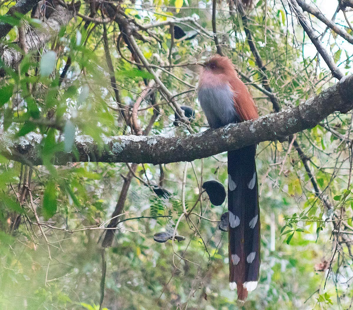 Common Squirrel-Cuckoo - ML657756153