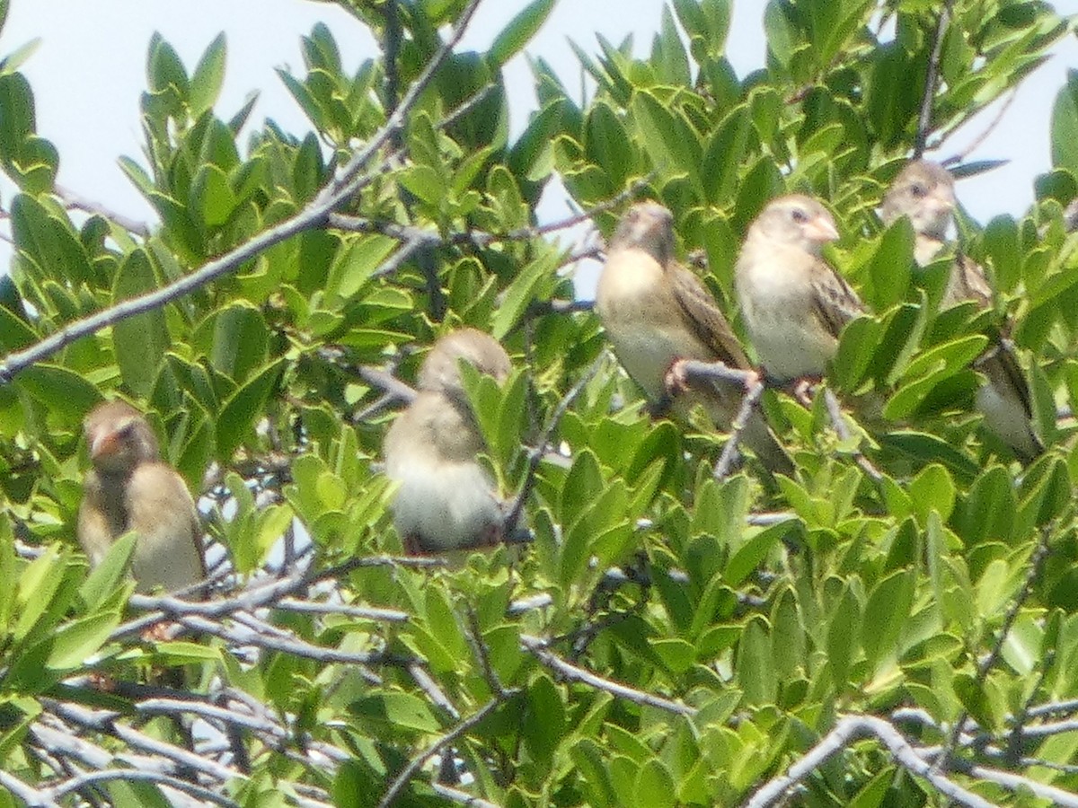 Red-billed Quelea - ML657757433