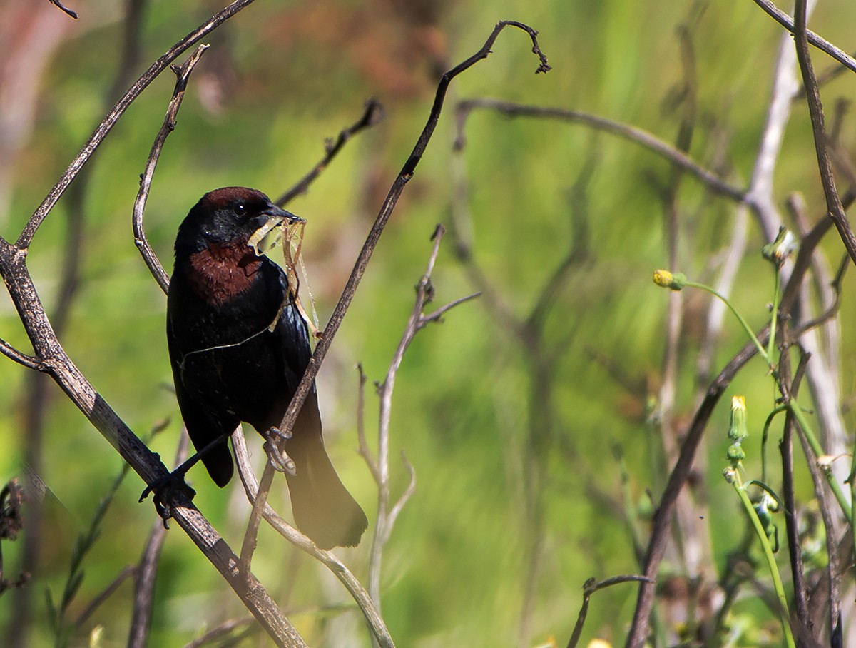 Chestnut-capped Blackbird - ML657757646