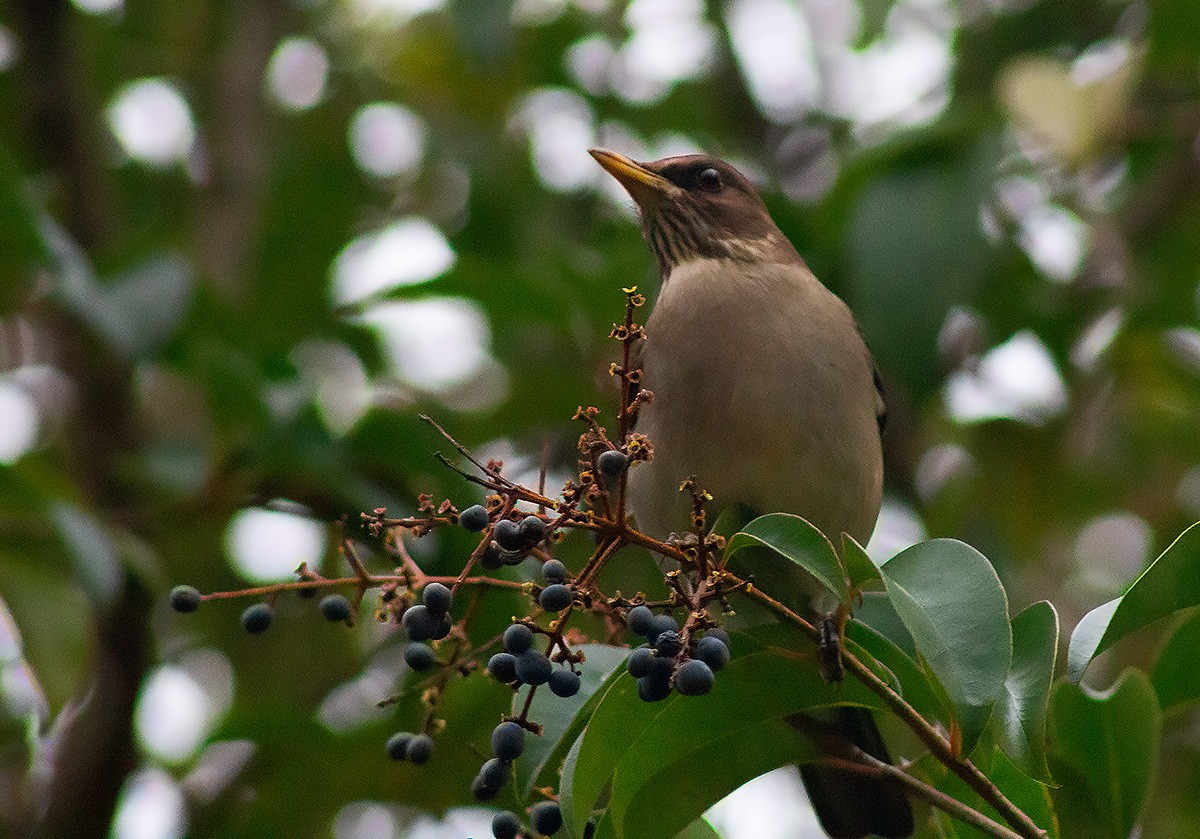 Creamy-bellied Thrush - ML657759425