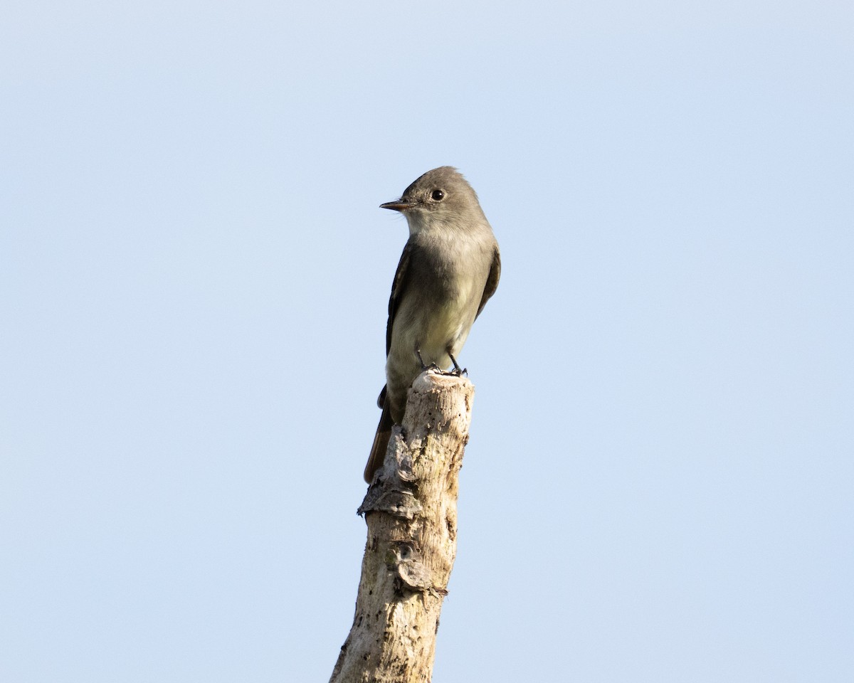 Western Wood-Pewee - ML657763208