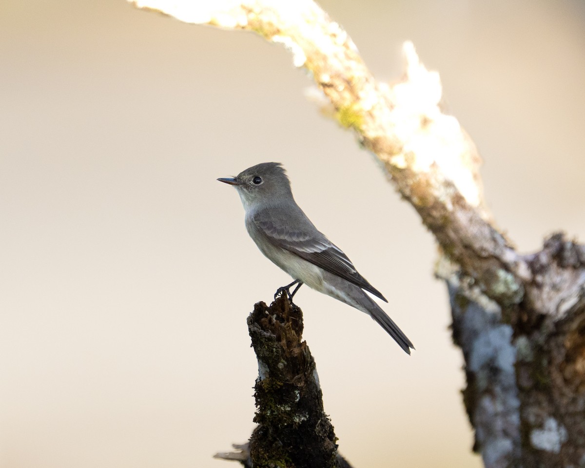 Western Wood-Pewee - ML657763209