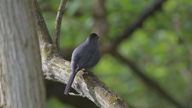Gray Catbird - ML657763841