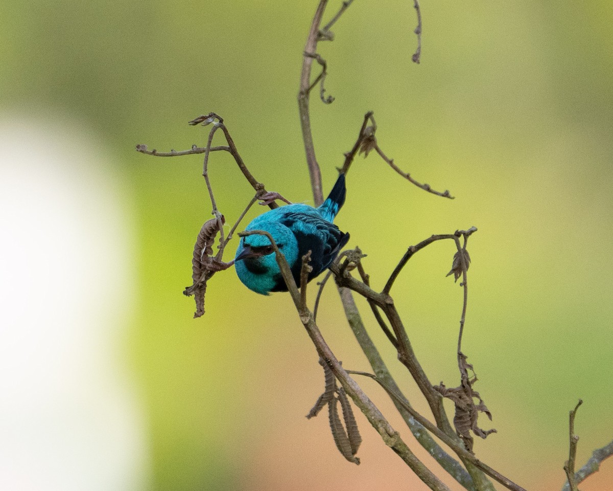 Blue Dacnis - ML657763873