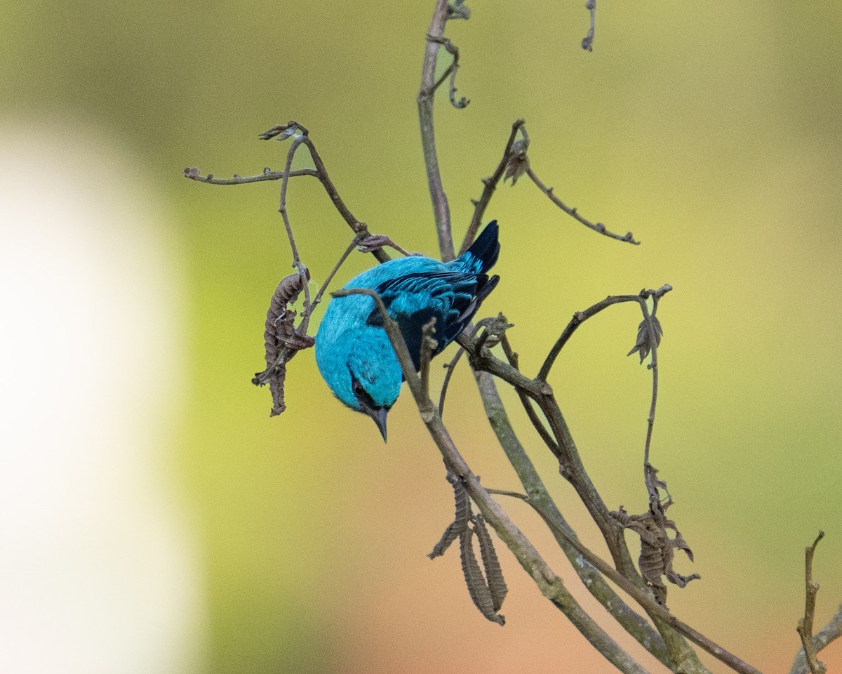 Blue Dacnis - ML657763984