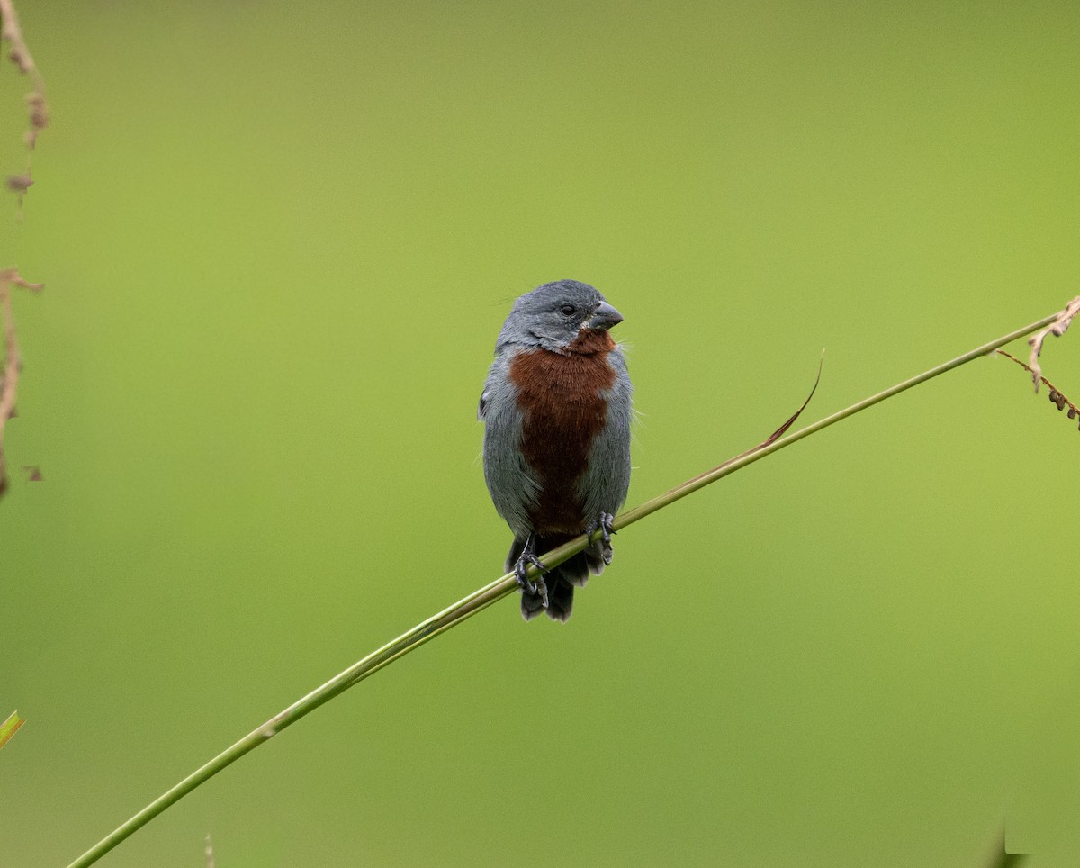 Chestnut-bellied Seedeater - ML657764257
