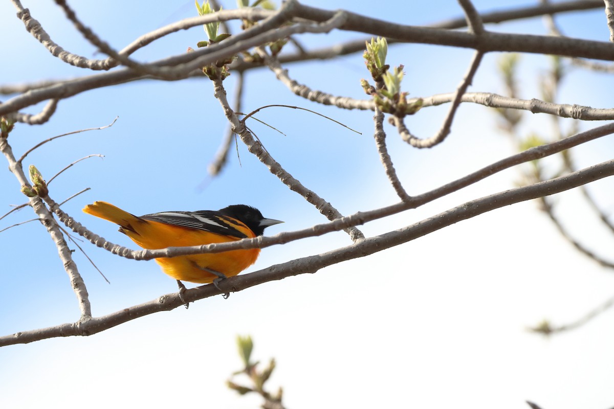 Turpial de Baltimore - ML657766229